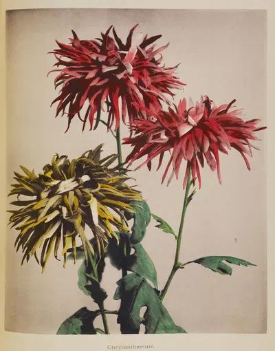Chrysanthemum by Kazumasa Ogawa, 1896 — digital art print download