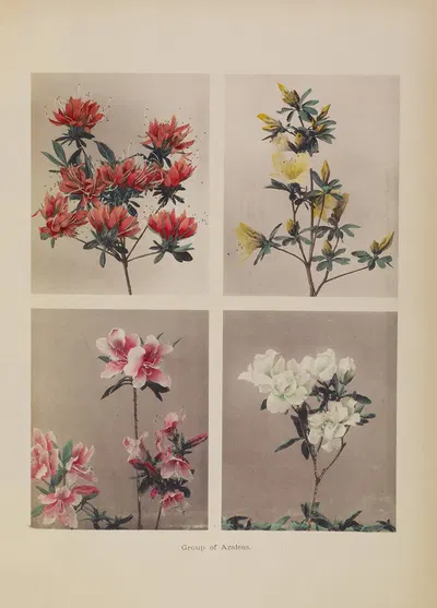 Group of Azaleas by Kazumasa Ogawa, 1896 — digital art print download