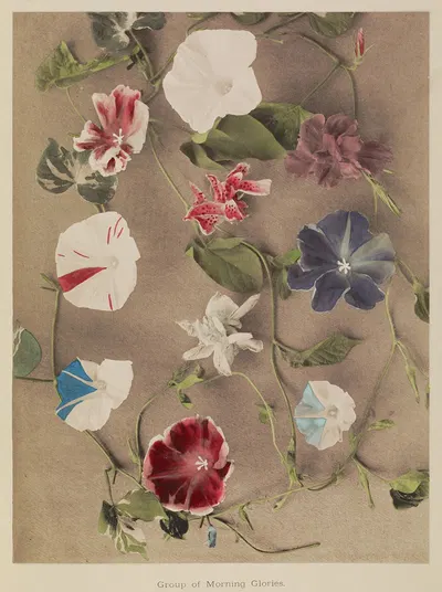Group of Morning Glories by Kazumasa Ogawa, 1896 — digital art print download