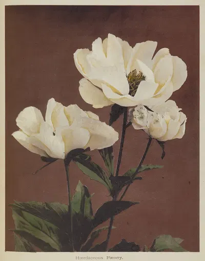 Hærdaceous Pæony. by Kazumasa Ogawa, 1896 — digital art print download