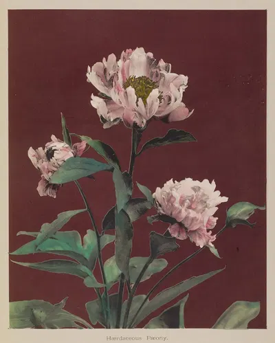 Hærdaceous Pæony by Kazumasa Ogawa, 1896 — digital art print download