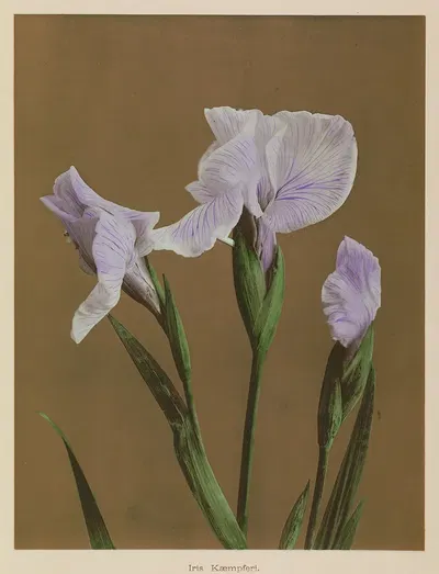 Iris Kæmpferi by Kazumasa Ogawa, 1896 — digital art print download