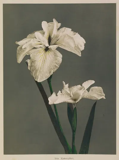 Iris Kæmpferi by Kazumasa Ogawa, 1896 — digital art print download
