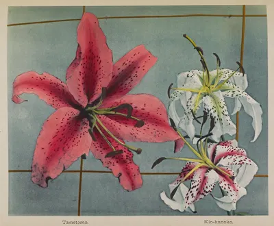 Lily by Kazumasa Ogawa, 1896 — digital art print download