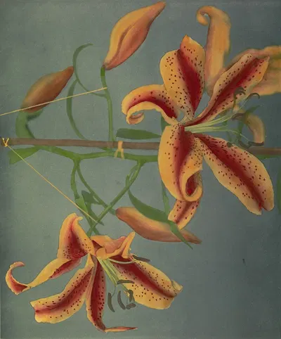 Lily by Kazumasa Ogawa, 1896 — digital art print download