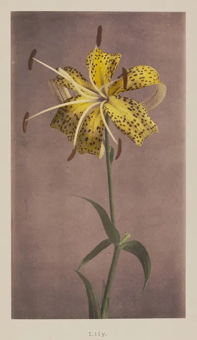 Lily by Kazumasa Ogawa, 1896 — digital art print download