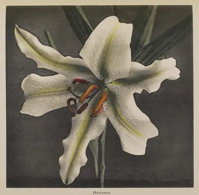 Lily by Kazumasa Ogawa, 1896 — digital art print download