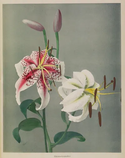 Lily by Kazumasa Ogawa, 1896 — digital art print download