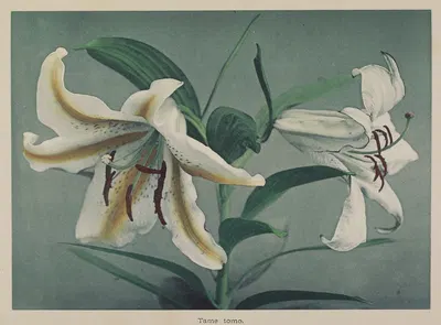 Lily by Kazumasa Ogawa, 1896 — digital art print download