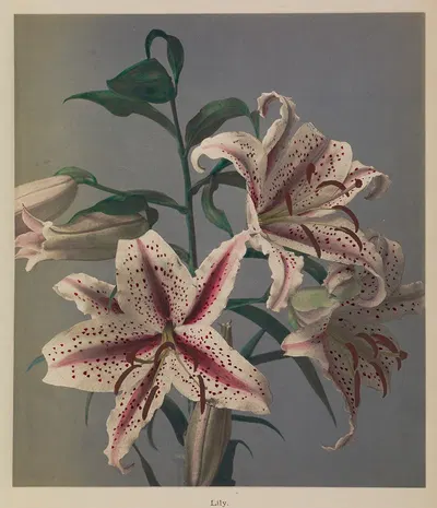 Lily by Kazumasa Ogawa, 1896 — digital art print download