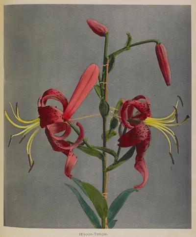 Lily by Kazumasa Ogawa, 1896 — digital art print download