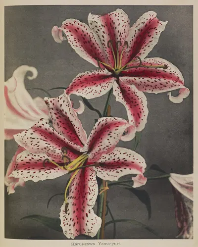 Lily by Kazumasa Ogawa, 1896 — digital art print download