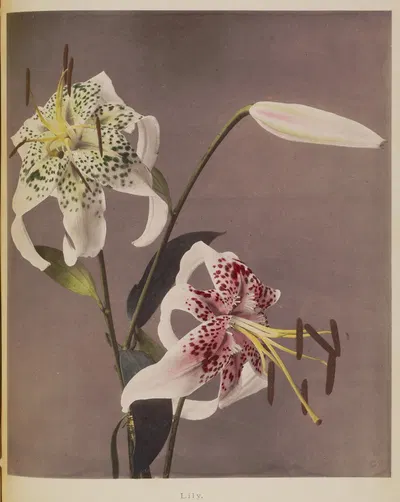 Lily by Kazumasa Ogawa, 1896 — digital art print download