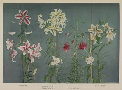 Lily by Kazumasa Ogawa, 1896 — digital art print download