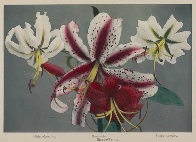Lily by Kazumasa Ogawa, 1896 — digital art print download