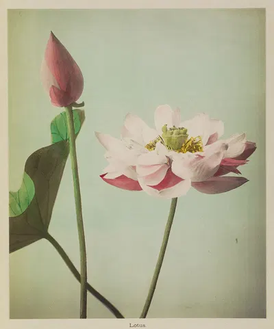 Lotus by Kazumasa Ogawa, 1896 — digital art print download