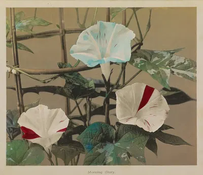 Morning Glory by Kazumasa Ogawa, 1896 — digital art print download