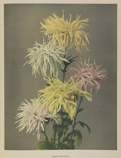 Nami-chi-dori by Kazumasa Ogawa, 1896 — digital art print download