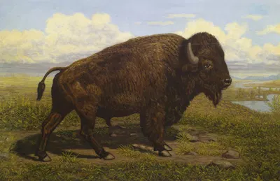 The American Bison at Jackson Hole, Yellowstone by Американская школа, 1908 — digital art print download