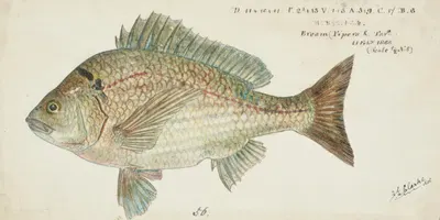 Acanthopagrus butcheri (Tas): Black bream by Frank Edward Clarke, 1868 — digital art print download