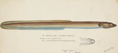 Anguilla dieffenbachii by Frank Edward Clarke, 1875 — digital art print download