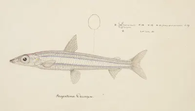 Argentina elongata by Frank Edward Clarke — digital art print download