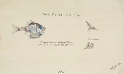 Argyropelecus hemigymnus (NZ) – common hatchetfish by Frank Edward Clarke, 1877 — digital art print download