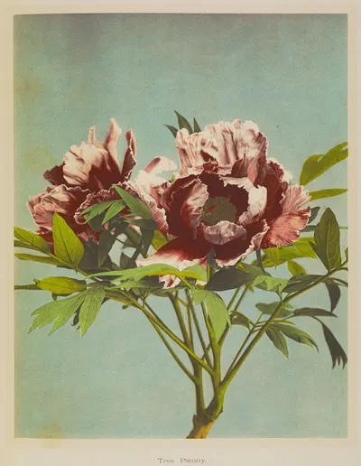 Tree Pæony by Kazumasa Ogawa, 1896 — digital art print download