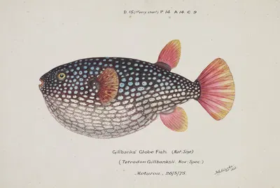 Arothron gillbanksii (Gillbanks Globe fish) by Frank Edward Clarke, 1875 — digital art print download