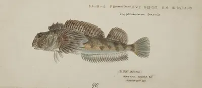 Blennodon dorsale (Giant triplefin) by Frank Edward Clarke, 1871 — digital art print download