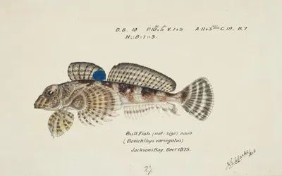 Bovichtus variegatus (NZ) : Thornfish by Frank Edward Clarke, 1875 — digital art print download