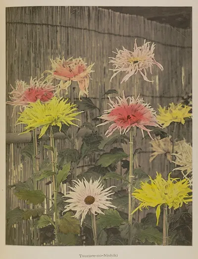 Tsuzure-no-Nishiki by Kazumasa Ogawa, 1896 — digital art print download