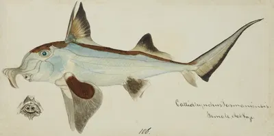 Callorhynchus milii (Tas) : Elephant fish by Frank Edward Clarke — digital art print download