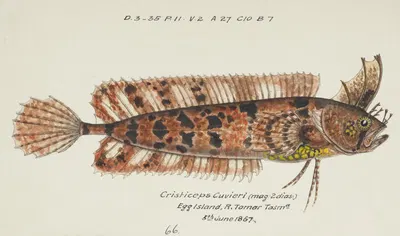 Cristiceps australis (Tas) : Weedfish by Frank Edward Clarke, 1867 — digital art print download