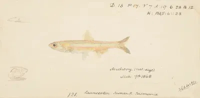 Engraulis australis (Tas) : Anchovy by Frank Edward Clarke, 1868 — digital art print download