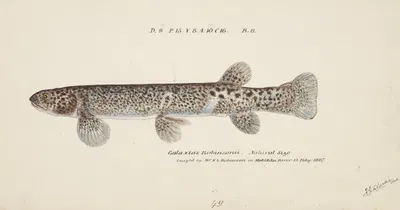 Galaxias brevipinnis by Frank Edward Clarke — digital art print download