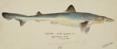 Galeorhinus galeus (Tas) : requiem shark by Frank Edward Clarke, 1867 — digital art print download