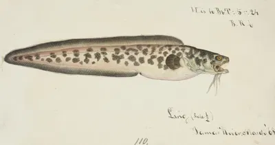 Genypterus sp : Ling by Frank Edward Clarke, 1868 — digital art print download