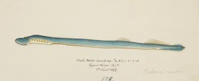 Geotria australis. (Fresh water lamprey) by Frank Edward Clarke, 1867 — digital art print download