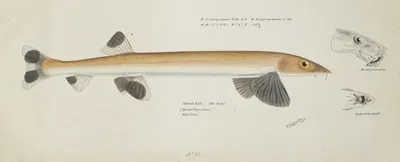 Gonorynchus fosteri (NZ) : Sand fish by Frank Edward Clarke — digital art print download