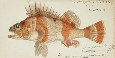 Helicolenus percoides (NZ) : Perch by Frank Edward Clarke, 1867 — digital art print download