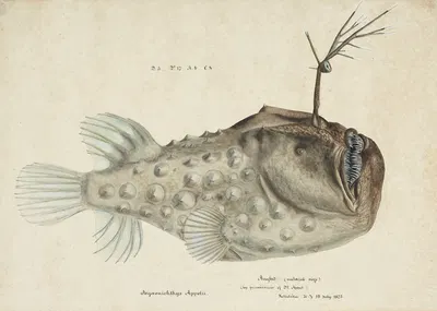 Himantolophus appelii (NZ) – lateral view : Prickly anglerfish by Frank Edward Clarke, 1875 — digital art print download