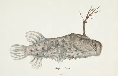 Himantolophus appelii (NZ) – lateral view l Prickly anglerfish by Frank Edward Clarke — digital art print download