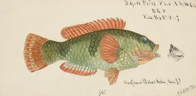 Labridae (Tas) : Wrasse by Frank Edward Clarke — digital art print download