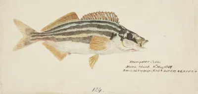 Latris lineata (NZ) : Common Trumpeter by Frank Edward Clarke, 1867 — digital art print download