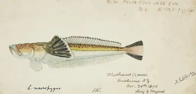 Leptoscopus macropygus (NZ) : Estuarine stargazer by Frank Edward Clarke, 1870 — digital art print download