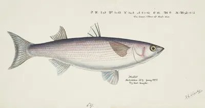 Mullet by Frank Edward Clarke, 1875 — digital art print download