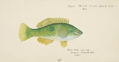 Notolabrus celidotus (NZ) : Wrasse by Frank Edward Clarke, 1875 — digital art print download