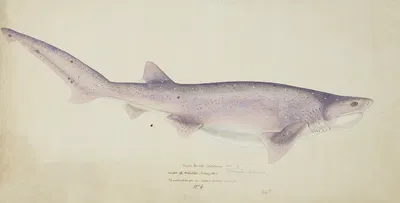 Notorynchus cepedianus (NZ) : Broadsnouted seven-gill shark by Frank Edward Clarke, 1877 — digital art print download