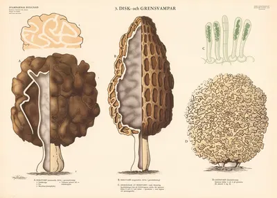 Branch Fungi/Spore-bearing Fungi by Max Richter, 1950 — digital art print download